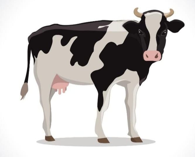 Descarga Vector De Ilustración De Vaca Aislada