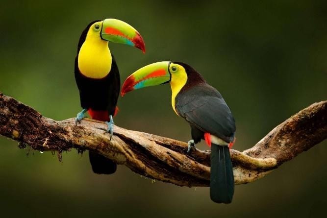 Tucanes - Fauna de Costa Rica