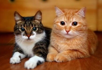 Mis gatos están jugando o peleando? | Blog FELIWAY