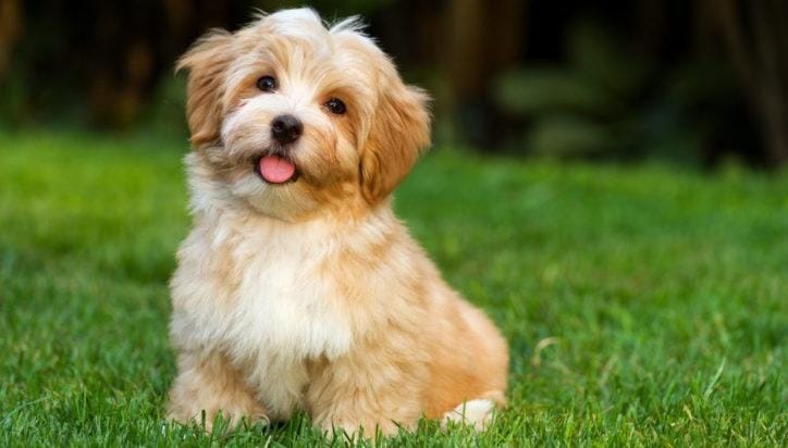 Perros: surgimiento, características, alimentación y razas